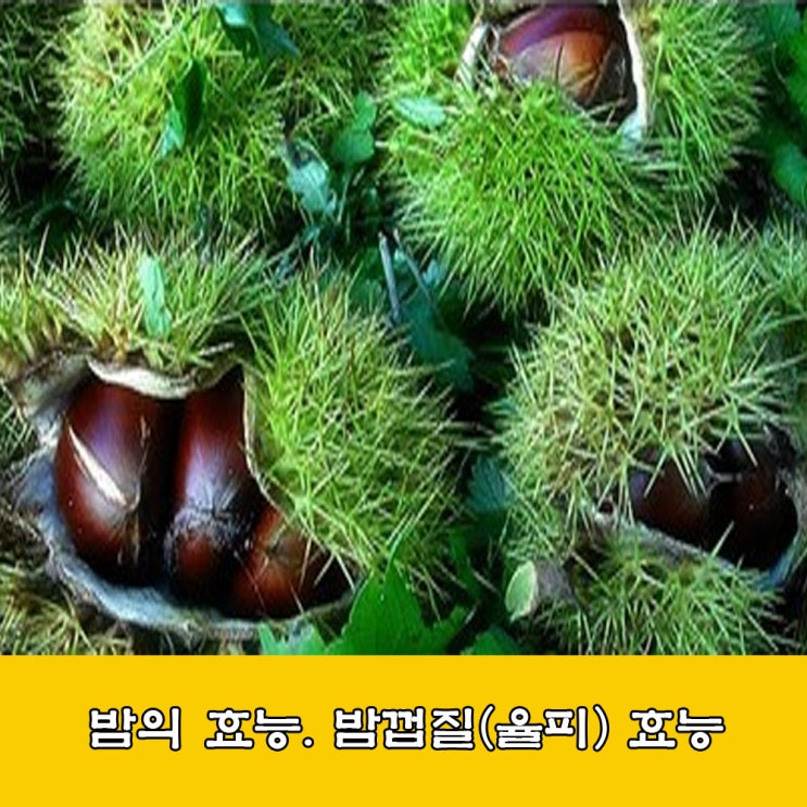  밤, 밤의 효능, 밤 껍질 효능