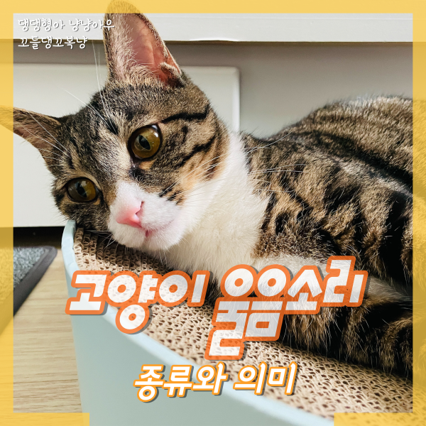 고양이 울음소리 종류와 의미는 무엇일까?