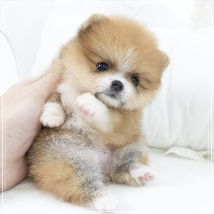  중랑구강아지분양 파티포메라니안 '금이' 대박 너무 귀여워~