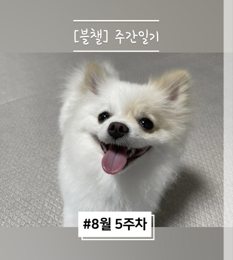 블로그 챌린지 : 8월 5주차