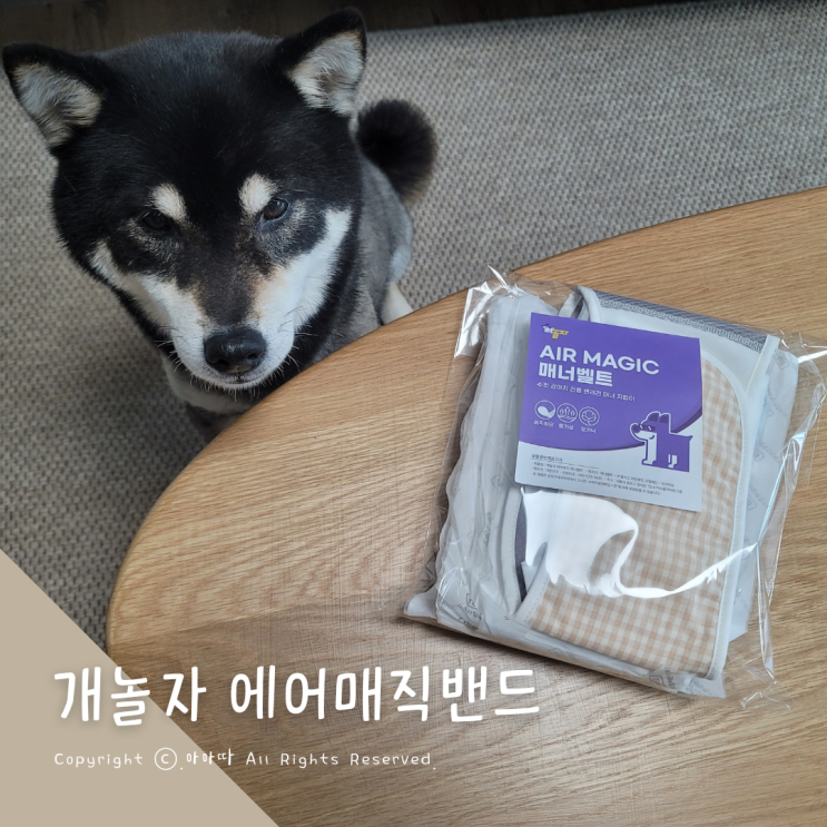  강아지마킹방지 매너벨트 착용할땐 편안한 에어매직으로