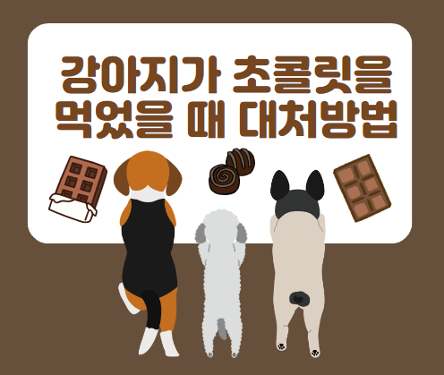  강아지초콜릿먹었을때 어떻게 해야할지 모른다면? 대처방법 알려드려요