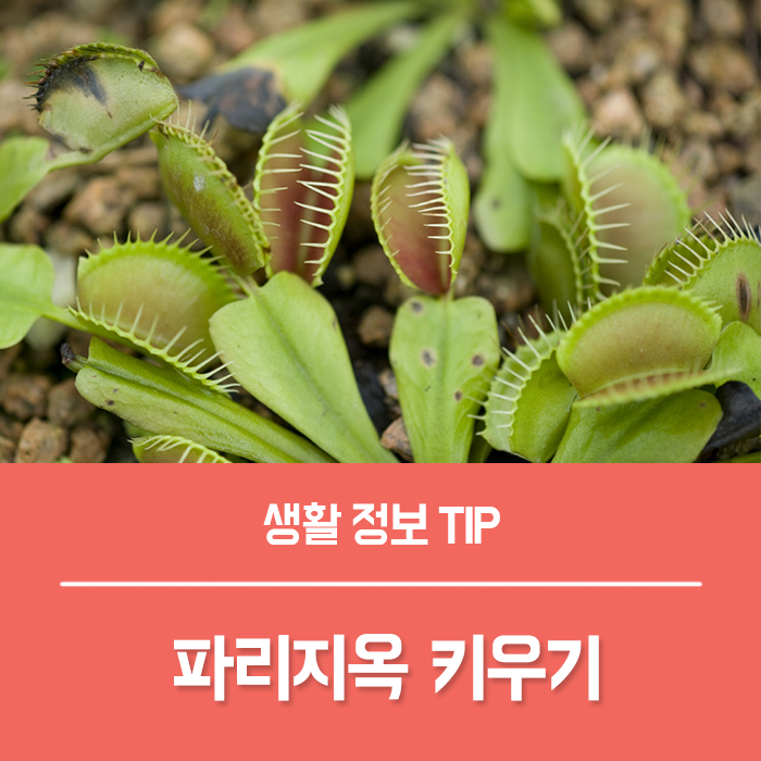  파리지옥 꽃말 파리지옥 키우기 분갈이 물주기