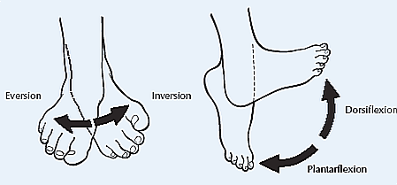 [인체해부학] 2nd. 해부학적 방향 및 관절별 움직임#supination, #pronation, #abduction, # ...