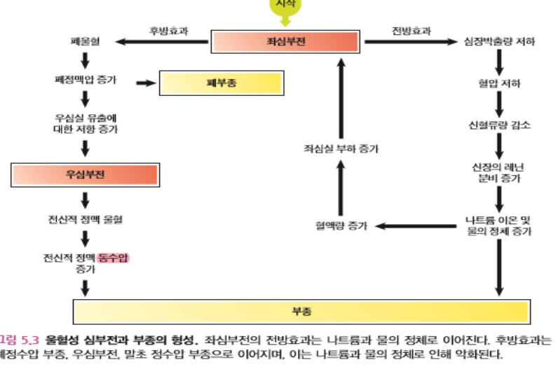 [병리학] 체액, 전해질, 산염기 평형의 이상과 혈류 : 네이버 블로그
