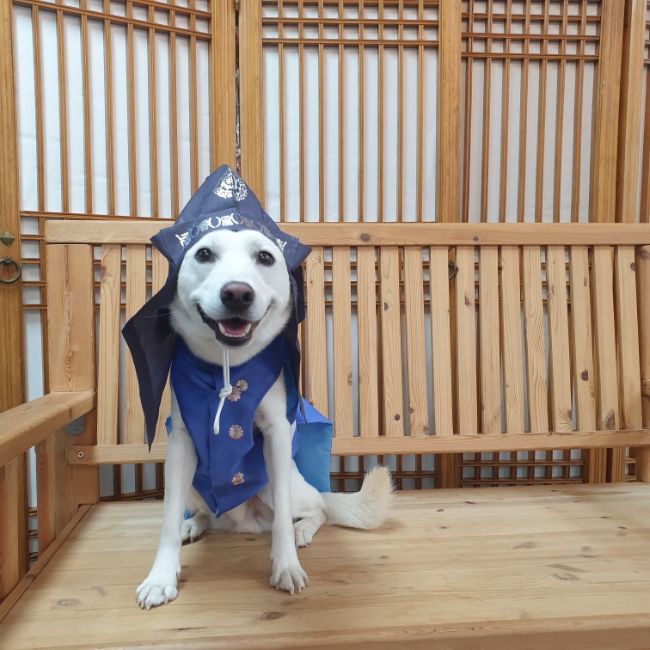 세상에 단 하나뿐인 반려견 한복 세상에 단 하나뿐인 반려견 한복