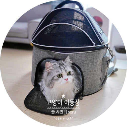  편안함을 주는 리스펫 강아지 고양이이동장 동물병원갈때 정말 좋아요 (예방접종)