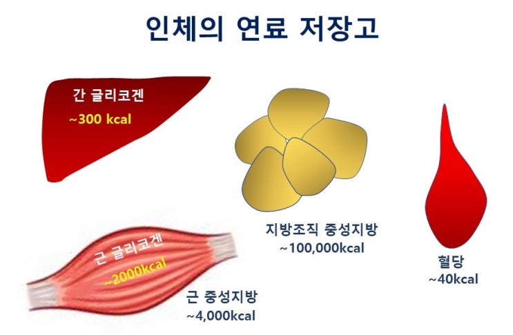  탄수화물절약효과(carbohydrate sparing effect), 인체 연료로서 탄수화물과 지방의 특성