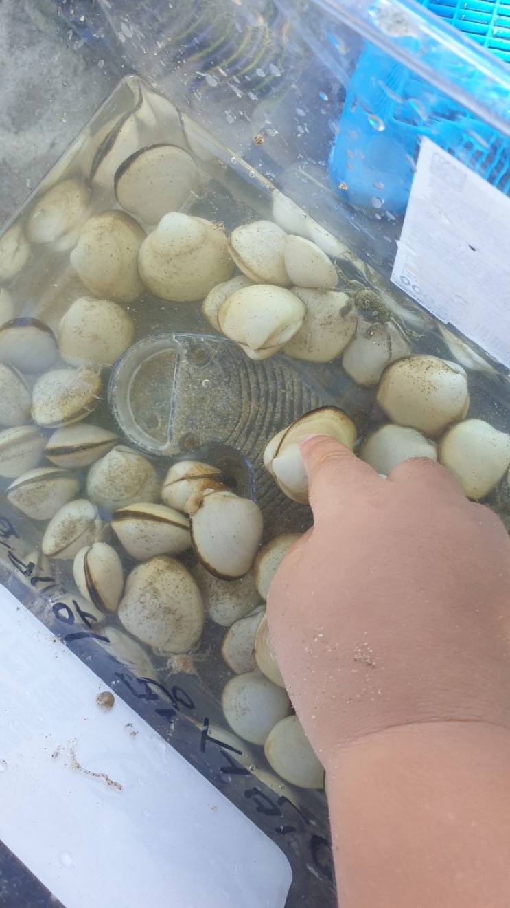  부안 변산 갯벌, 변산 조개캐기체험! 동죽캐기 전라북도 아이들과 가볼만한 곳 변산 ^^  변산 바지락 칼국수~먹고 왔어요.