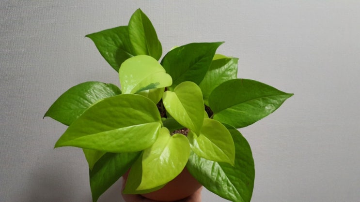  키우기 쉬운 실내 공기정화식물 형광 스킨답서스 키우기 번식 How to Grow Epipremnum aureum