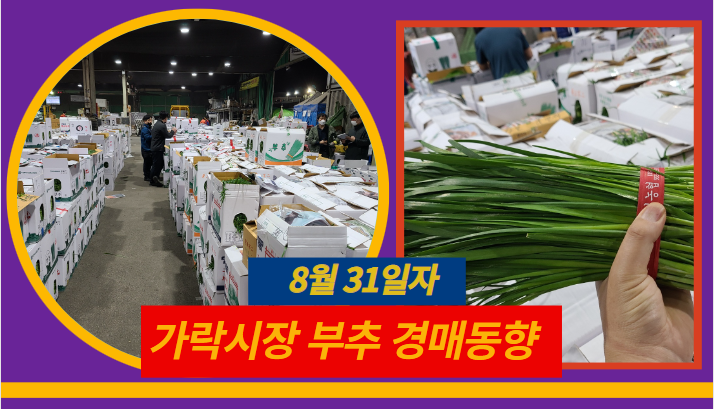  [경매사 일일보고] 8월 31일자 가락시장 "부추" 경매동향을 살펴보겠습니다!