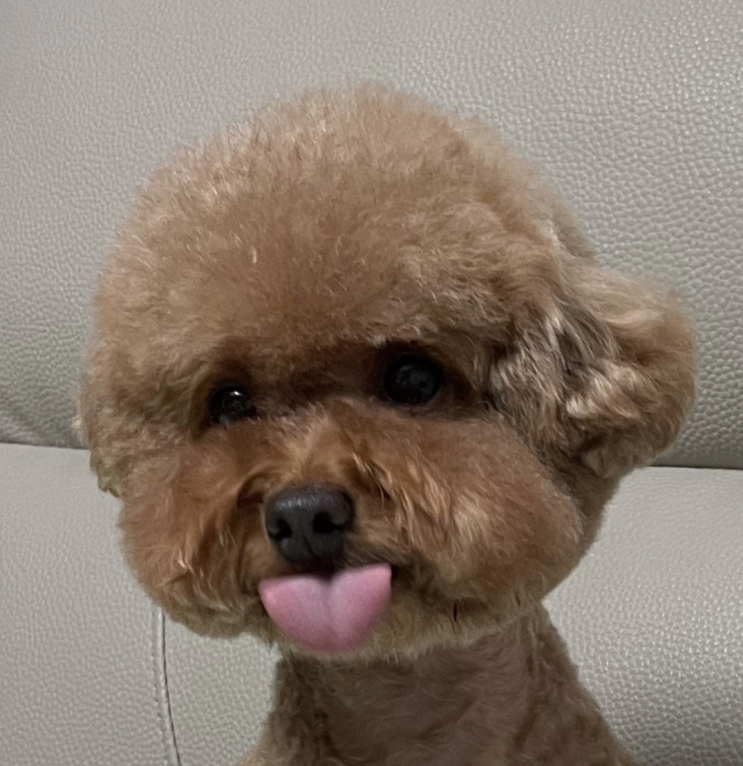  항상 누워있는 우리 강아지 이모티콘 만들기 :)