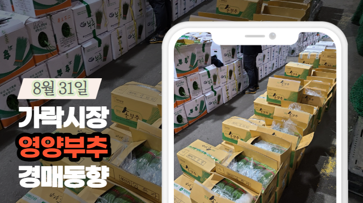  [경매사 일일보고] 8월 31일자 가락시장 "영양부추" 경매동향을 살펴보겠습니다!