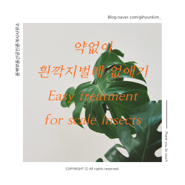  약없이 흰깍지벌레 없애는 방법