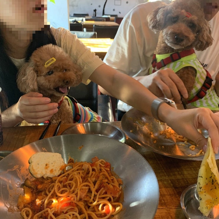  수원_용인 Cafe B&B [카페비앤비] +바베큐,파스타 애견동반식당 맛집 추천