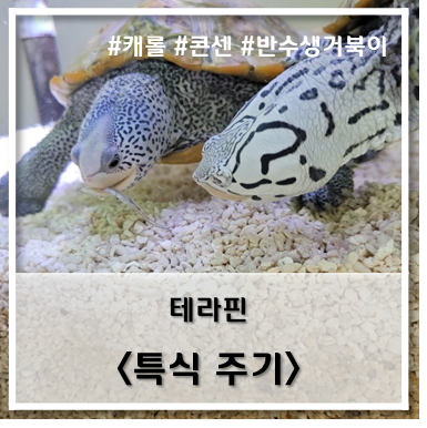  [테라핀] 특식, 영양식 주기