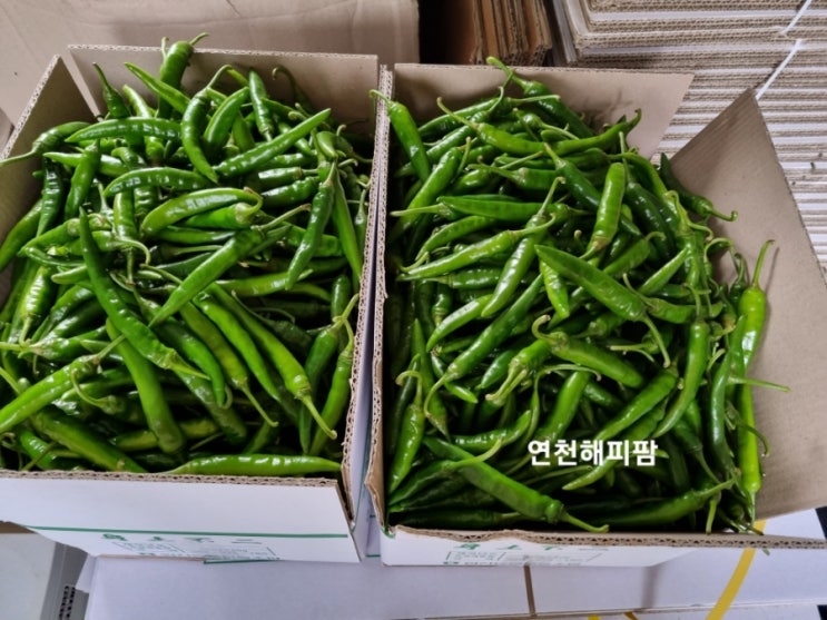  비오는 화요일 해피팜네 일상