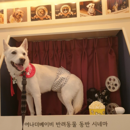 8월 강아지 키우는 비용 얼마나 썼나 8월 강아지 키우는 비용 얼마나 썼나