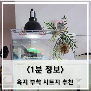  [정보] 반수생거북이 일광욕 하는 모습을 볼 수 있는 육지 부착 시트지 추천~!