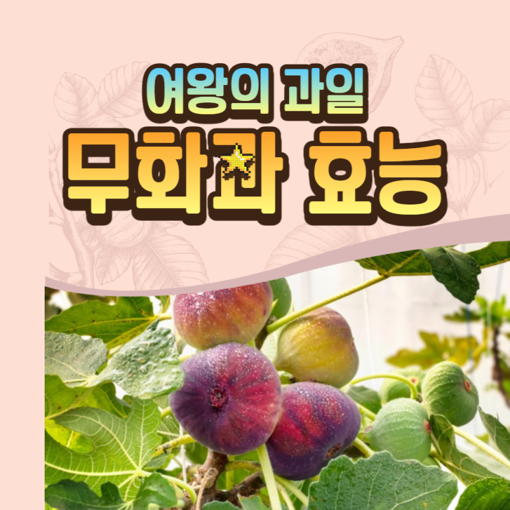무화과 철 여왕의 과일 무화과 효능 칼로리 먹는법 총정리 무화과 철 여왕의 과일 무화과 효능 칼로리 먹는법 총정리