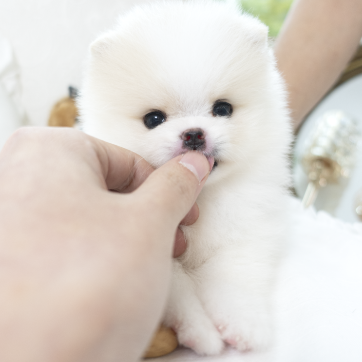  경기도강아지분양 마이멍 크림포메 '옥이' 사진 자랑~!!