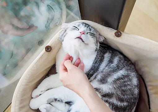  고양이 턱여드름 원인과 치료 : 고양이 턱드름