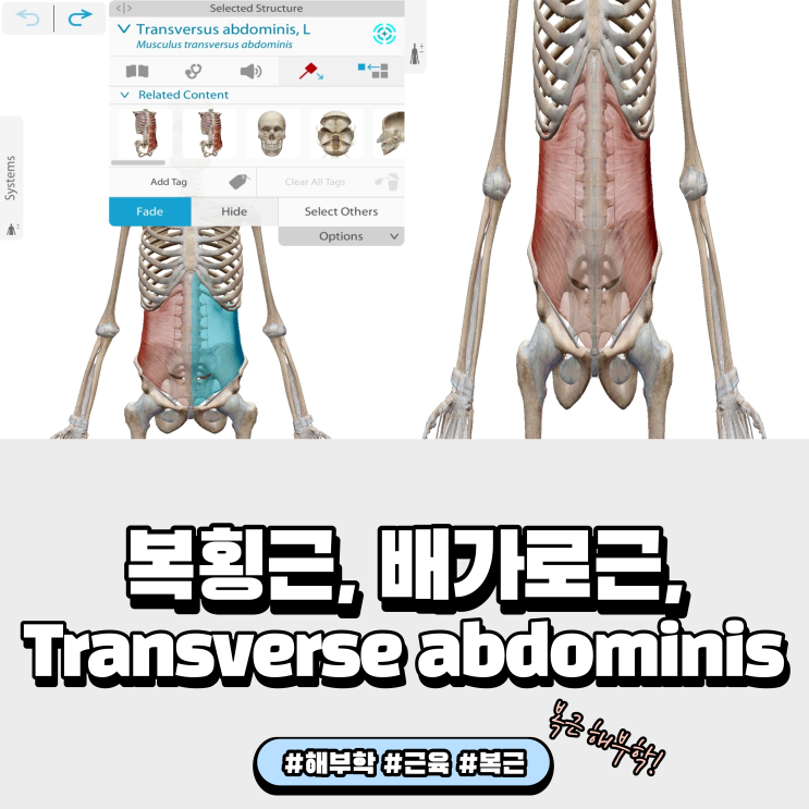 복횡근 배가로근 Transverse abdominis (복근 해부학)
