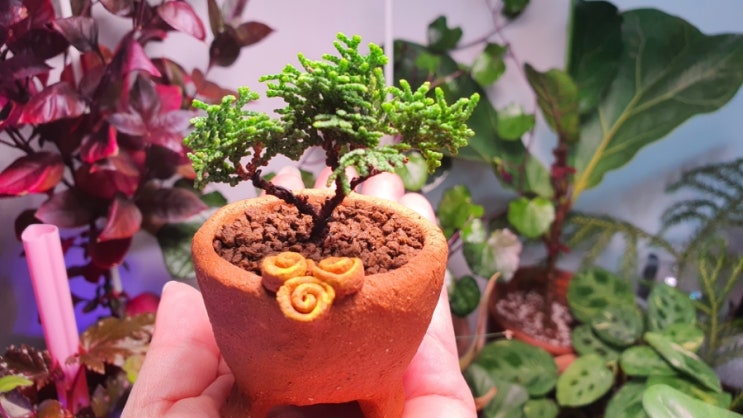  나무키우기 편백나무 청짜보 How to Grow Dwarf Hinoki Cypress