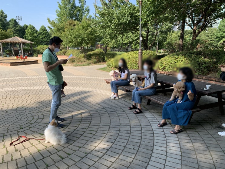 동작구 보라매공원 브리딩 반려견 그룹산책훈련 후기