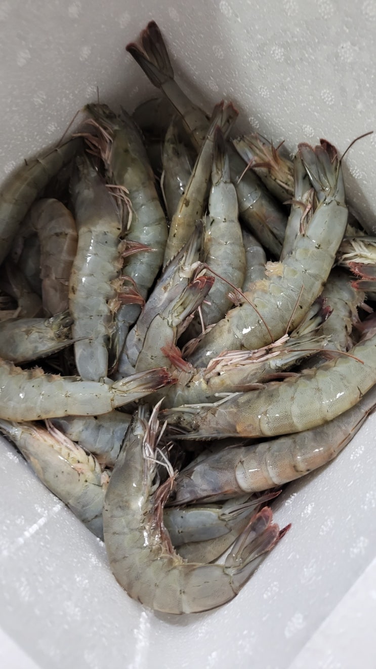  (부산 정형외과)지난주 환자분들의 선물- 맛있는 음료수와 신선한 생새우