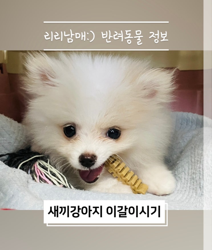  새끼강아지 유치 이갈이시기 영구치시기 주의사항 및 대처방법