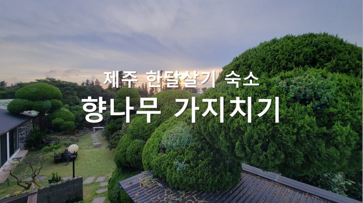 제주 한달살기 독채 숙소 - 8월 향나무 가지치기 소요비용 제주 한달살기 독채 숙소 - 8월 향나무 가지치기 소요비용
