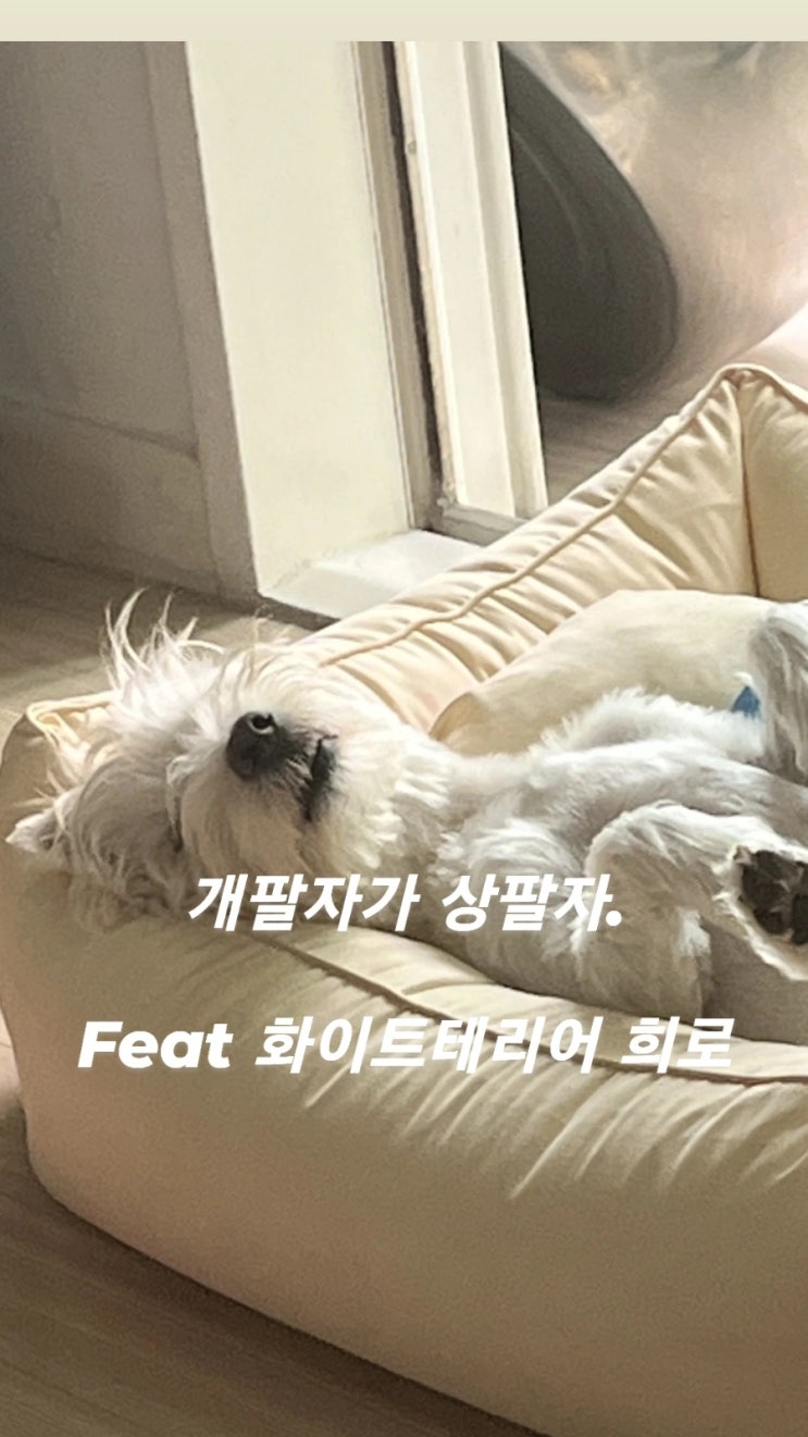  오랜만입니다 ㅎㅎ 희로에요 #웨스티 #화이트테리어 #특수견 #개종류 #털안빠지는강아지