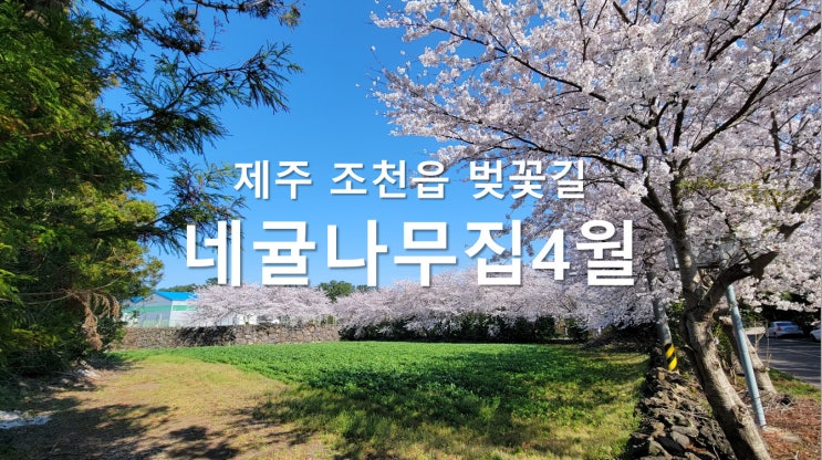 제주, 조천읍 벚꽃길 - 네귤나무집 2022년 4월 초