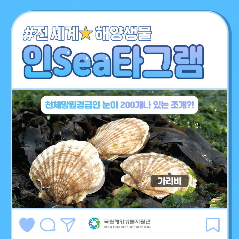 인Sea타그램] 천체망원경급인 눈이 200개나 있는 조개?! : 네이버 블로그