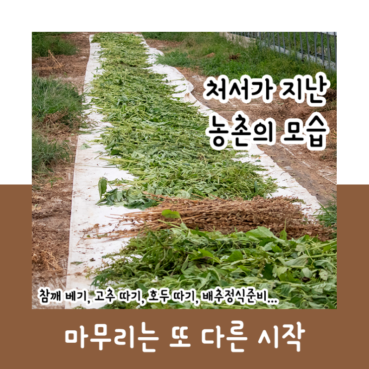 처서가 지난 농촌의 모습_마무리는 또 다른 시작