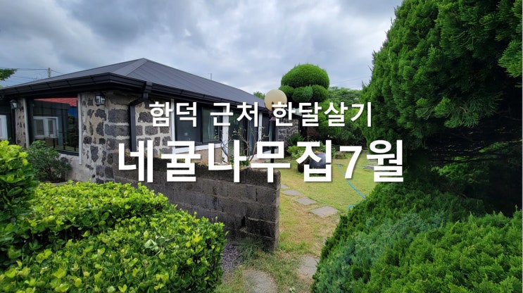 함덕 근처 한달살기 숙소 사진 - 네귤나무집 7월