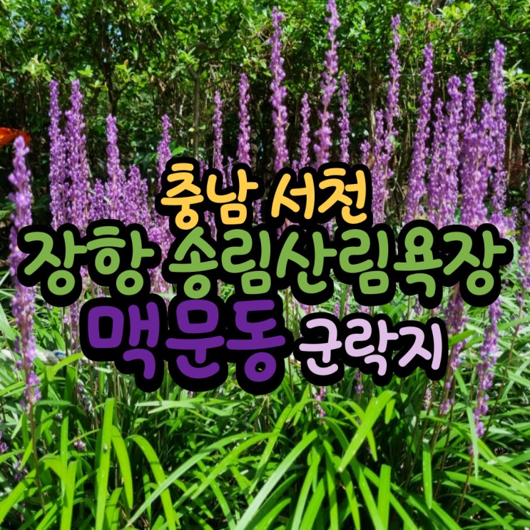 서천 맥문동 군락지 장항송림산림욕장 개화상황,주차 꿀Tip