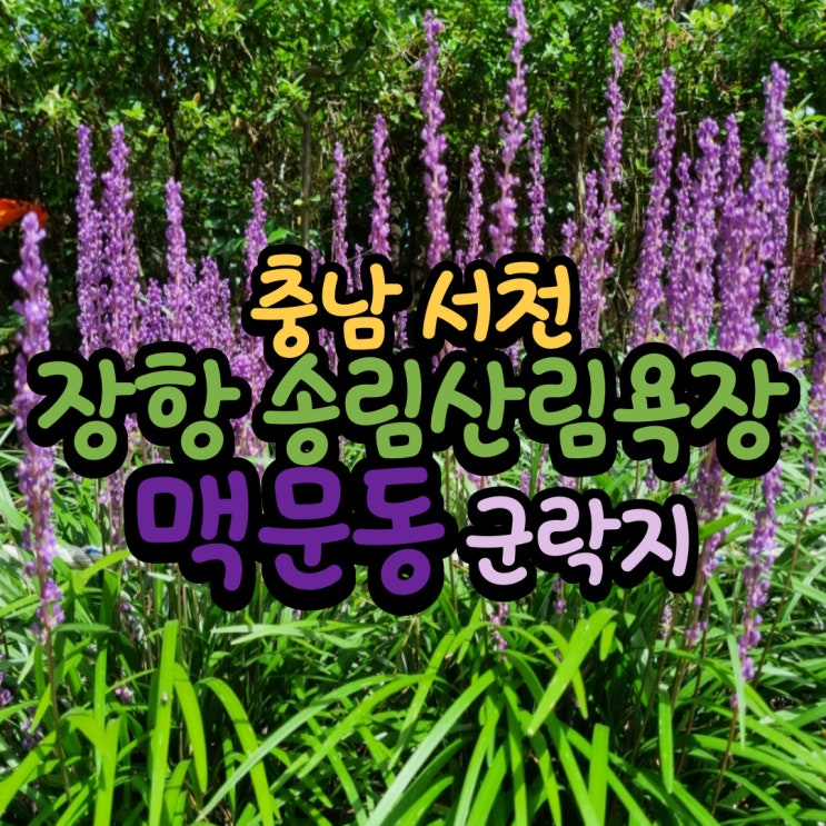  서천 맥문동 군락지 장항송림산림욕장 개화상황,주차 꿀Tip