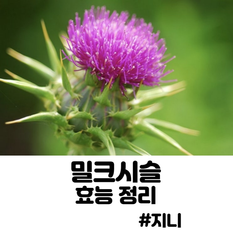 밀크시슬 - 간영양제, 항산화 밀크시슬 - 간영양제, 항산화