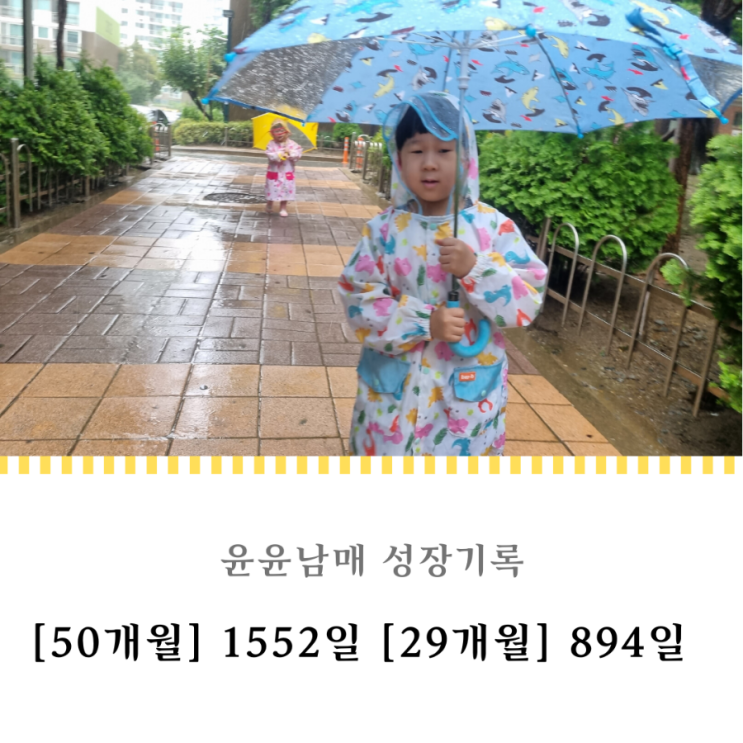 1552일 894일 : 주룩주룩 비오는 날 아기병아리들