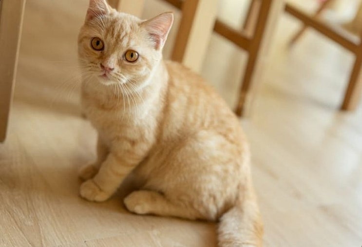  고양이 똥 냄새가 왜 심할까요?