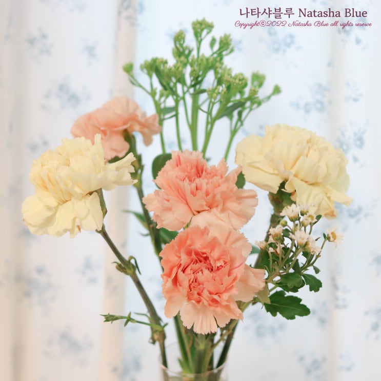  꽃다발 오래 보관하기 생화보관법 절화보존제 수명연장제