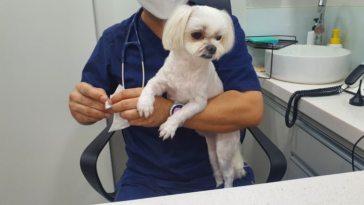  강아지 농피증 세균성 농포 원인 증상 치료 방법은?? 곰팡이성 피부염 가려움증 원인