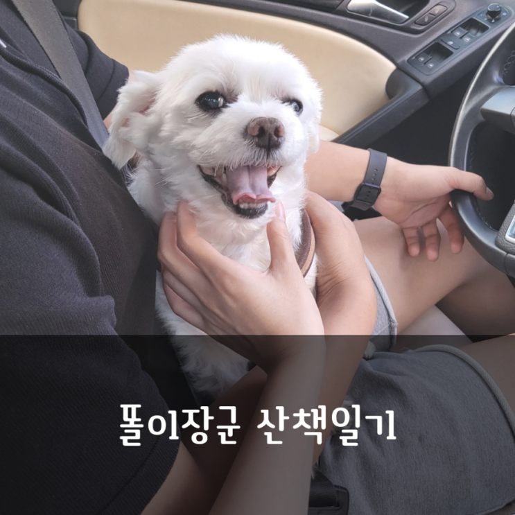  11살 똘이장군 산책일기 c