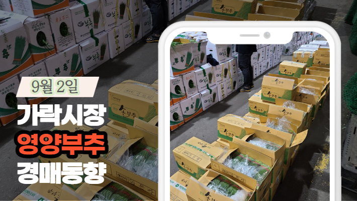  [경매사 일일보고] 9월 2일자 가락시장 "영양부추" 경매동향을 살펴보겠습니다!