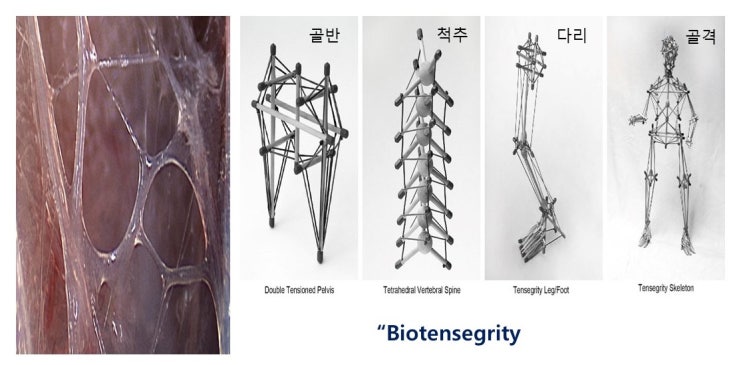  기지개켜는 이유와 하루 10분 스트레칭의 기적, 근막슬라이딩(fascia sliding), 눈감고 한발서기와 고유수용성감각