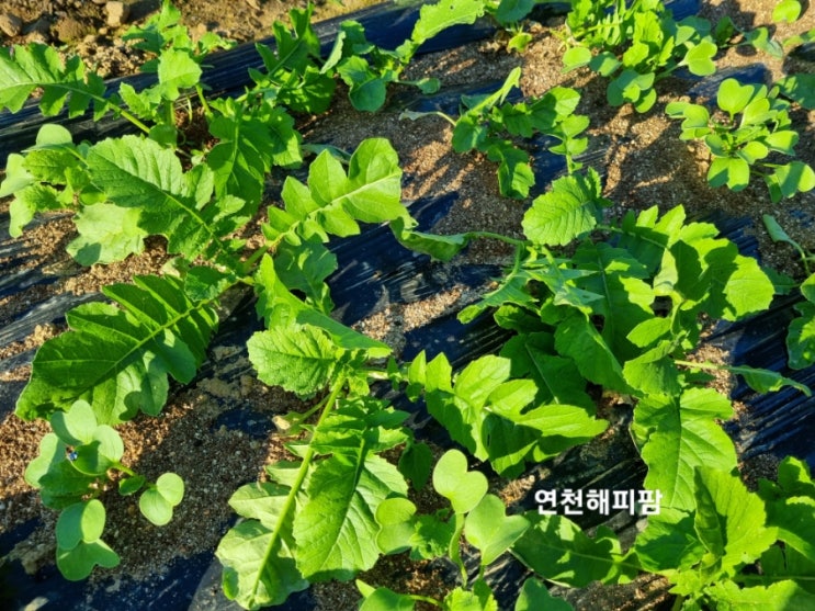  해피팜 9월 시작 김장 무 배추 텃밭 소식