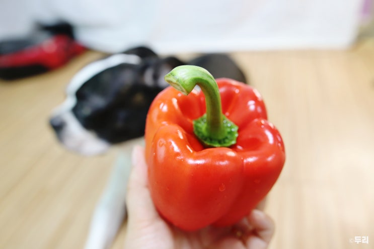  강아지 파프리카 급여 가능한 채소 주의점 알아보기