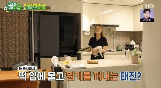 윤태진 집 강아지 키 SBS 아나운서 집안 유튜브 골때녀 나미춘 뜻